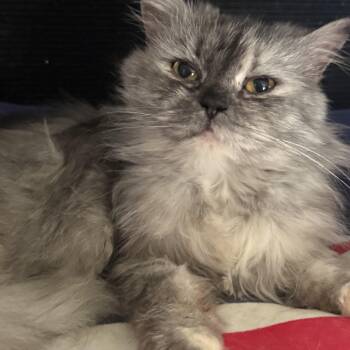 Gentle loving Greta - Persian -  Persian Cat Available for Adoption in Woodbridge, Virginia - Gentle Loving Greta - Persian | PetCurious