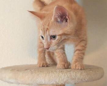 Oberon (26-145 C) -  Domestic Short Hair Cat for Adoption in Lansing, Michigan - Oberon (26-145 C) | PetCurious