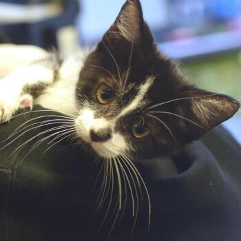 Charles -  Domestic Short Hair Cat for Adoption in Belleville, Illinois - Charles | PetCurious