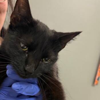 Twinings -  Domestic Medium Hair Cat for Adoption in Charleston, West Virginia - Twinings | PetCurious
