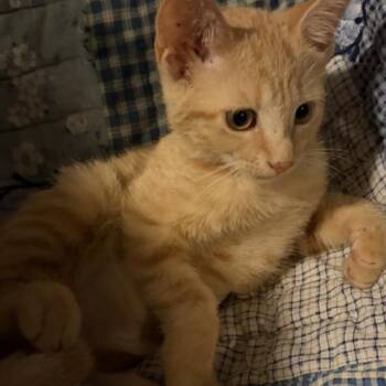 Ana.m -  Domestic Short Hair Cat for Adoption in Tampa, Florida - Ana.m | PetCurious