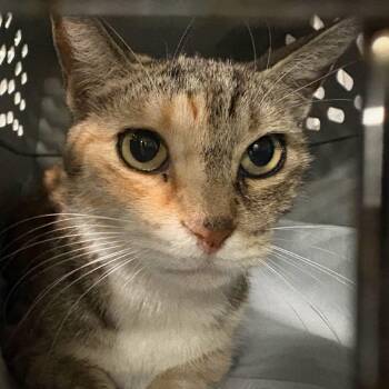 Rescue Domestic Short Hair Cats for Adoption in New York, New York - Sakura (formerly Bonnie) | PetCurious