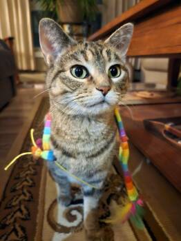 Domestic Short Hair Cats Available for Adoption - Miss Monroe | PetCurious