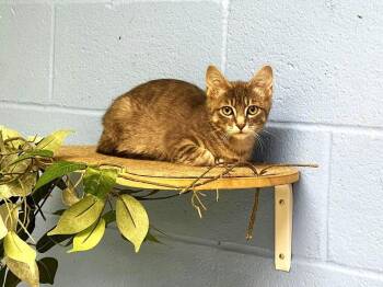 Rescue Domestic Short Hair Cats for Adoption in Pegram, Tennessee - CHANTERELLE | PetCurious