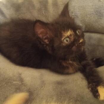 Chippers -  Domestic Short Hair Cat for Adoption in Crookston, Minnesota - Chippers | PetCurious