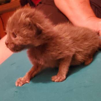 Breeze -  Domestic Long Hair Cat for Adoption in Jefferson City, Tennessee - Breeze | PetCurious