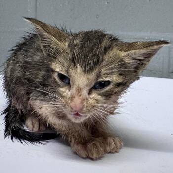 Mt. Dew -  Domestic Short Hair Cat for Adoption in Summerville, South Carolina - Mt. Dew | PetCurious