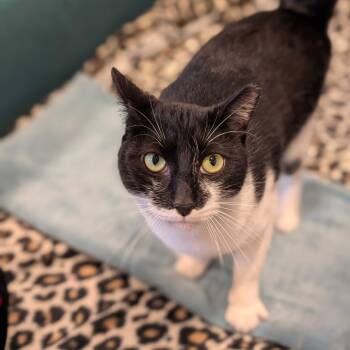 Rescue Domestic Short Hair Cats for Adoption in Alexandria, Virginia - Hunter | PetCurious