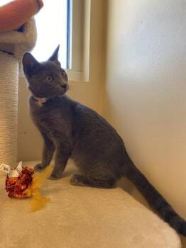 Purrmesan -  Domestic Short Hair Cat for Adoption in Salinas, California - Purrmesan | PetCurious