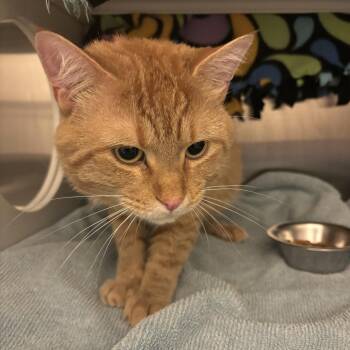 Domestic Short Hair Cats Available for Adoption in Council Bluffs, Iowa - Snickers | PetCurious