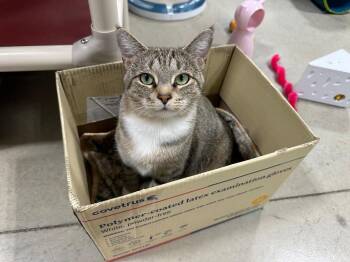Grace -  Tabby Cat for Adoption in Powell, Ohio - Grace | PetCurious