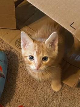 Gingersnap -  Domestic Short Hair Cat for Adoption in San Antonio, Texas - Gingersnap | PetCurious