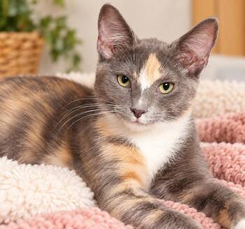 Patsy -  Domestic Short Hair Cat for Adoption in Richmond, Virginia - Patsy | PetCurious