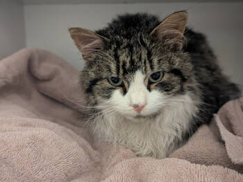 Rescue Domestic Short Hair Cats for Adoption in St. Cloud, Minnesota - Maverick | PetCurious