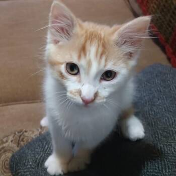 Domestic Long Hair Cats Available for Adoption - Stuart | PetCurious