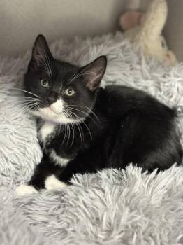 -Camila -  Tuxedo and Domestic Short Hair Cat Available for Adoption in Red Bluff, California - -Camila | PetCurious
