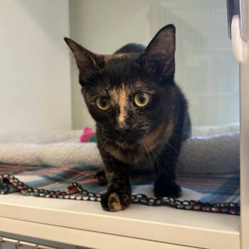 Domestic Short Hair Cats Available for Adoption - L