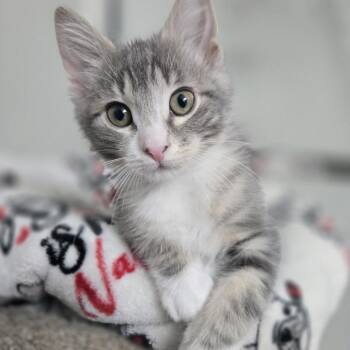 Domestic Short Hair Cats Available for Adoption in Overland Park, Kansas - Mandu | PetCurious