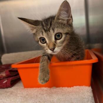 Domestic Short Hair Cats Available for Adoption in Port Charlotte, Florida - Lilo | PetCurious