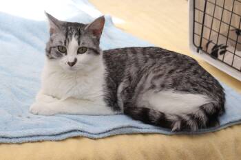 Tilly -  Tabby Cat for Adoption in Lethbridge, Alberta - Tilly | PetCurious