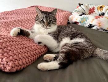 Frankie -  Tabby Cat Available for Adoption in Gulfport, Mississippi - Frankie | PetCurious