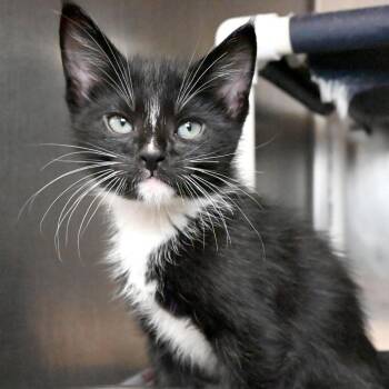 Pebbles -  Domestic Medium Hair Cat for Adoption in West Palm Beach, Florida - Pebbles | PetCurious