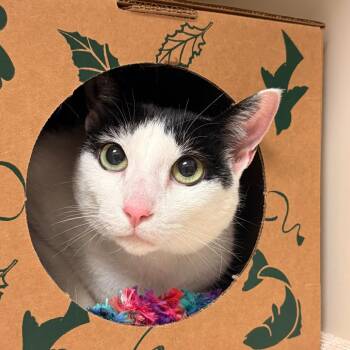 Wednesday -  Domestic Short Hair and Mixed Breed Cat for Adoption in Fairport, New York - Wednesday | PetCurious