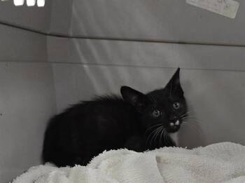 Domestic Short Hair Cats Available for Adoption in Fort Lauderdale, Florida - NUGGET | PetCurious