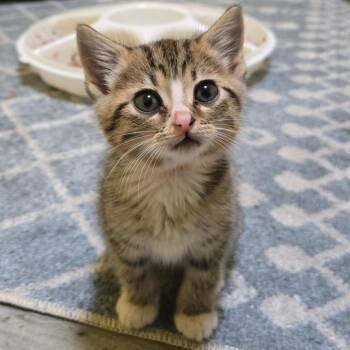 Tibia -  Domestic Short Hair Cat for Adoption in Brownsboro, Alabama - Tibia | PetCurious