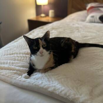 Mila -  Domestic Short Hair Cat for Adoption in Santa Rosa, California - Mila | PetCurious