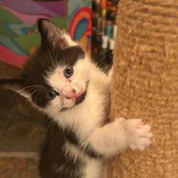 Mahican -  Domestic Short Hair Cat for Adoption in Canton, Illinois - Mahican | PetCurious