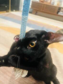 Domestic Short Hair Cats Available for Adoption in Los Angeles, California - Elvis Purressley | PetCurious