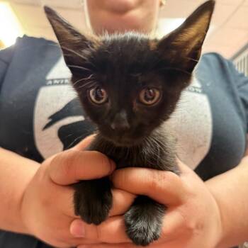 Myelin -  Domestic Short Hair Cat for Adoption in Buffalo, New York - Myelin | PetCurious