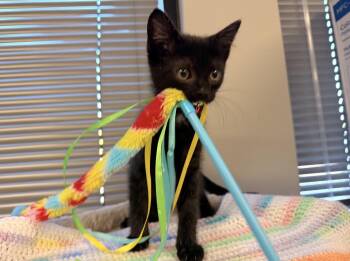 Dracula -  Domestic Short Hair Cat for Adoption in Batesville, Arkansas - Dracula | PetCurious