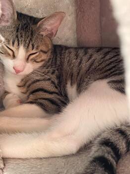 Coal -  Tabby Cat for Adoption in San Antonio, Texas - Coal | PetCurious