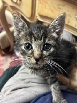 Chrissy -  Domestic Short Hair Cat for Adoption in Bayonne, New Jersey - Chrissy | PetCurious