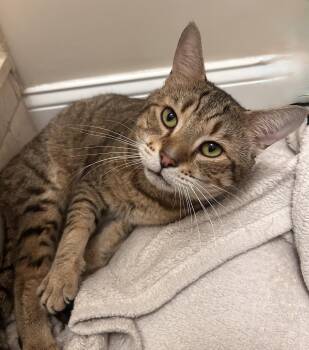 Domestic Short Hair Cats Available for Adoption in Long Beach, New York - French Toast | PetCurious