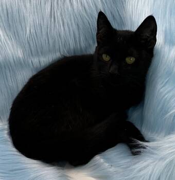 Domestic Short Hair and Tabby Cats Available for Adoption - Rappie Pie | PetCurious