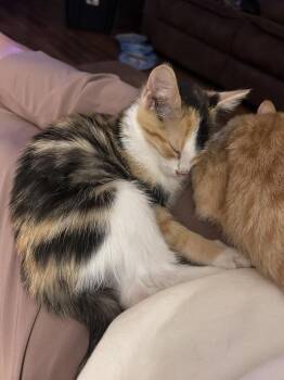 Ivy -  Domestic Short Hair Cat for Adoption in Cromwell, Kentucky - Ivy | PetCurious