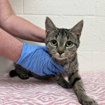 SVAS-Stray-39301 -  Domestic Short Hair Cat for Adoption in Lyndhurst, Virginia - SVAS-Stray-39301 | PetCurious