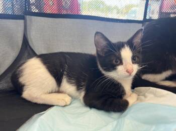 Teela -  Domestic Short Hair Cat for Adoption in Grand Rapids, Michigan - Teela | PetCurious