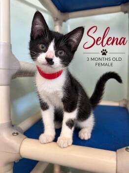 Selena -  Domestic Short Hair Cat for Adoption in Kingsland, Georgia - Selena | PetCurious