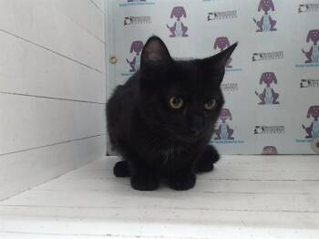 Domestic Short Hair Cats Available for Adoption - LUNA | PetCurious