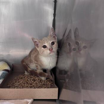 Domestic Short Hair Cats Available for Adoption - Naranjita | PetCurious