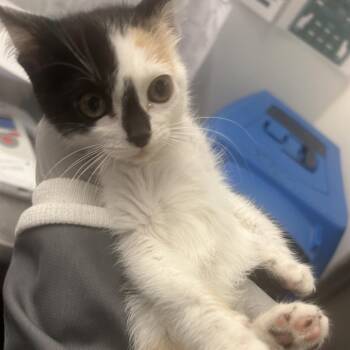 Twig -  Domestic Medium Hair Cat for Adoption in Park City, Utah - Twig | PetCurious