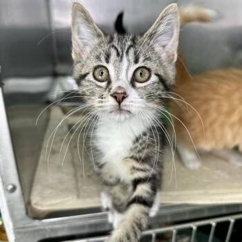 Julia -  Domestic Medium Hair Cat for Adoption in Matteson, Illinois - Julia | PetCurious