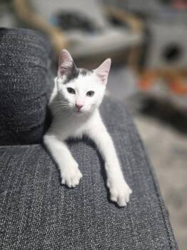 Domestic Short Hair Cats Available for Adoption in Greenville, Delaware - Ravioli (FCID# 05/11/2026 - 80 Brandywine PS) KC | PetCurious