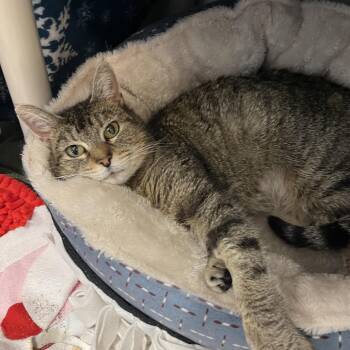 Domestic Short Hair Cats Available for Adoption in Fort Wayne, Indiana - Quinn | PetCurious