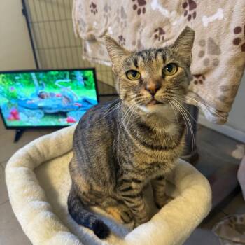 Doja Cat 2349 -  Domestic Short Hair Cat for Adoption in Kansas City, Missouri - Doja Cat 2349 | PetCurious