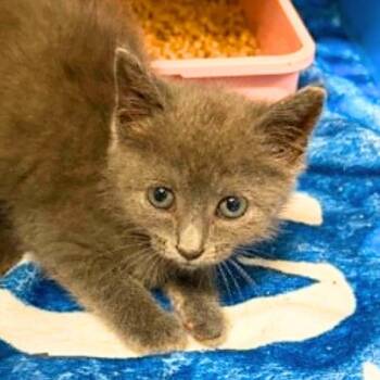 Storm -  Domestic Short Hair Cat for Adoption in Concord, North Carolina - Storm | PetCurious
